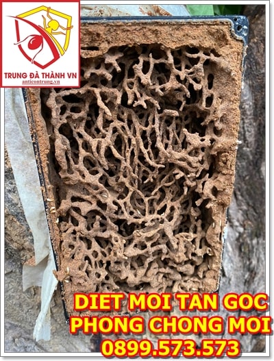 diet moi tai tam ky
